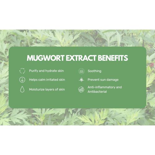 فوم شستشوی تسکین دهنده ماگورت راندلب Round Lab Mugwort Calming Cleanser