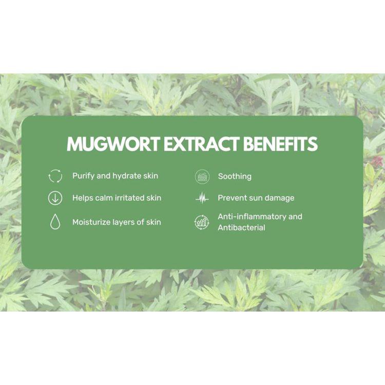 فوم شستشوی تسکین دهنده ماگورت راندلب Round Lab Mugwort Calming Cleanser